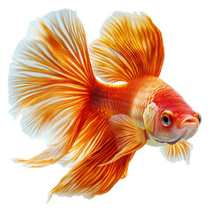 Cute Fij Isolated On Transparent Background 