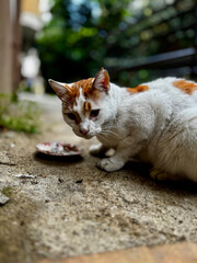 street cat eats food near the house