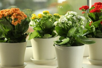 Different beautiful kalanchoe flowers in pots on windowsill