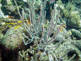 underwater life