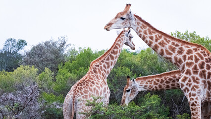 giraffe in the wild