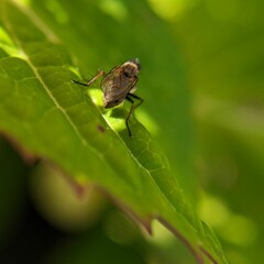 Macro photography is a form of close-up photography that magnifies small subjects or details, often making them appear larger than life. It is commonly used to capture intricate patterns, textures, an
