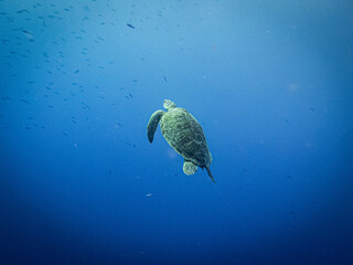 Obraz premium underwater life