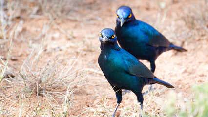 Glossy Starling in the wild