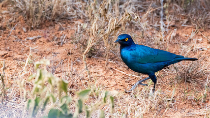 Glossy Starling in the wild