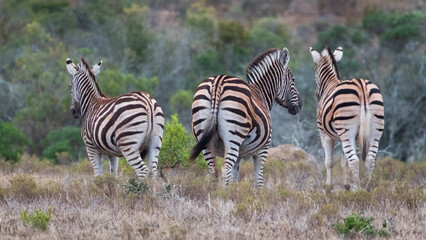 zebra in the grass