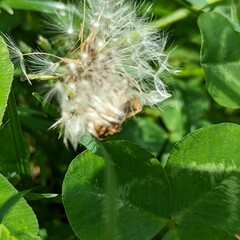 Macro photography is a form of close-up photography that magnifies small subjects or details, often making them appear larger than life. It is commonly used to capture intricate patterns, textures, an