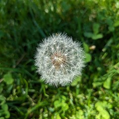 Macro photography is a form of close-up photography that magnifies small subjects or details, often making them appear larger than life. It is commonly used to capture intricate patterns, textures, an