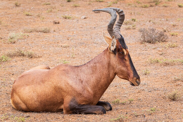 impala in the savannah