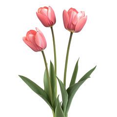 Beautiful Floralia Italy Isolated On Transparent Background 