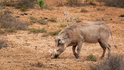 Fototapeta premium warthog in the wild