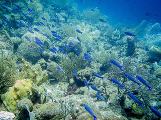 underwater life