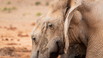 Fototapeta premium close up of two elephants