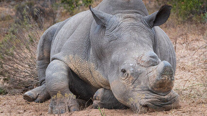 Obraz premium rhino in the wild