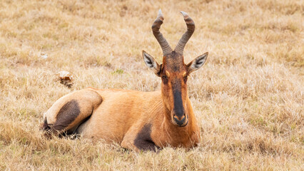 impala in the savannah