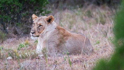 lioness in the grass