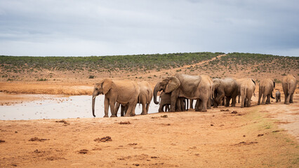 elephants in the savannah