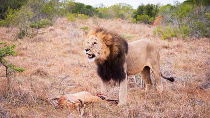eating lion in serengeti