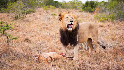 eating lion in serengeti