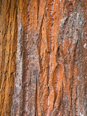 Obraz premium close up view of tree bark, pine