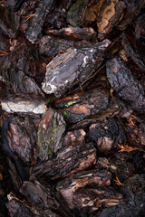 Detailed View of Textured Tree Bark Pieces on a Forest Floor, Showcasing Organic Patterns and Natural Decay in Rich Brown Tones