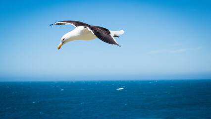 seagull in flight