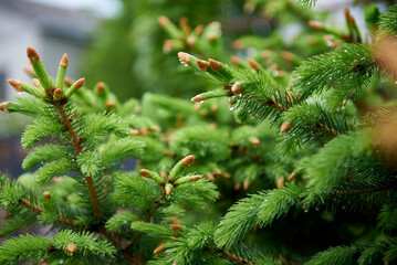 Fresh Spruce Branches with Budding Needles and Raindrops, Highlighting the Vibrant Greenery and...