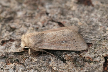 Detailed closeup on a European owlet moth, Mythimna sicula, sitting on wood