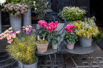  cyclamens, clay pots, iron chairs, oleander, Masterworts, astrantia, Genista, carnations, mimosa, daisies, tin vases, water, flower shop, entrance, bouquets, decorations.