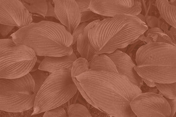 Mocha Mousse color leaf texture, nature monochrome background. Color of the year 2025. High quality photo