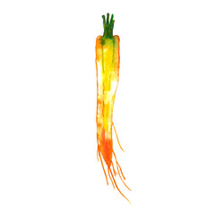 Watercolor carrot isolated on white. Hand drawn vegetable illustration. Menu or cook book cover clipart.