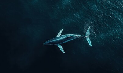 Obraz premium A majestic whale swims gracefully through dark waters, showcasing its powerful body and serene presence in the deep ocean.