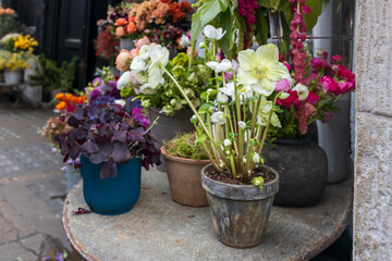 Green helleborus argutifolius in a pot on a metal street table as an entrance decoration for a shop.