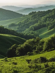 Cattle on green hillside