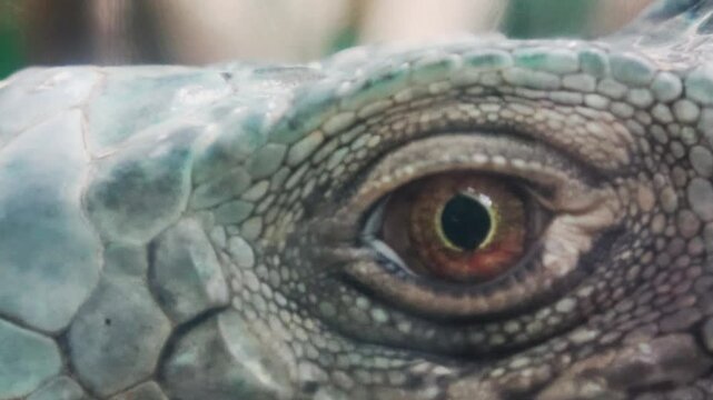 Close-up: A green iguana's eye with dilated pupils and a startled expression