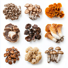 Overhead view of different varieties of mushroom and fungi illustration. Mushrooms Supplements and Healthy Mixes