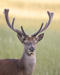 Red Deer Stag with velvet covered antlers