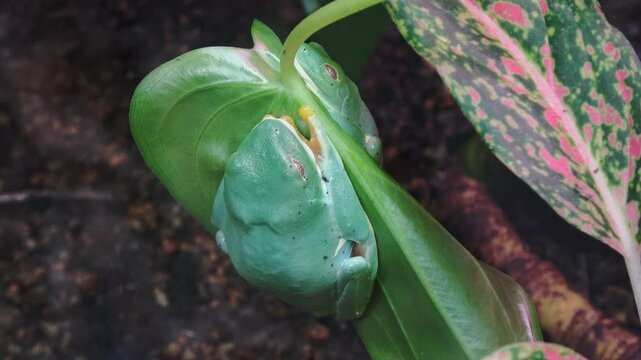 Two red-eyed tree frogs are sleeping while clinging to a leaf