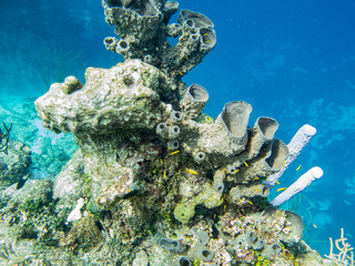 underwater life