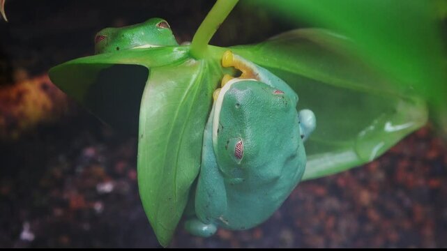 Two red-eyed tree frogs are sleeping while clinging to a leaf
