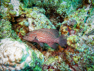 underwater life