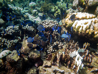 underwater life