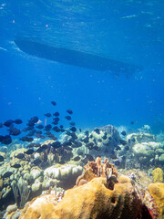 underwater life