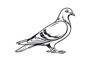 Pigeon Line Art Vector Illustration