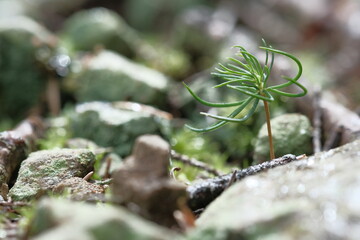 Young needles sprout among the stones.