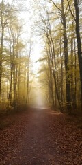 Fototapeta premium A misty forest path with soft sunlight filtering through golden leaves, creating an enchanting autumn atmosphere