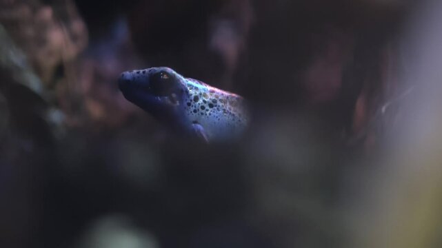 A Dendrobates azureus is hiding in the damp undergrowth