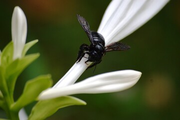 large black beetle on a white flower