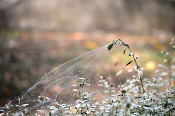 large spider web on a plant