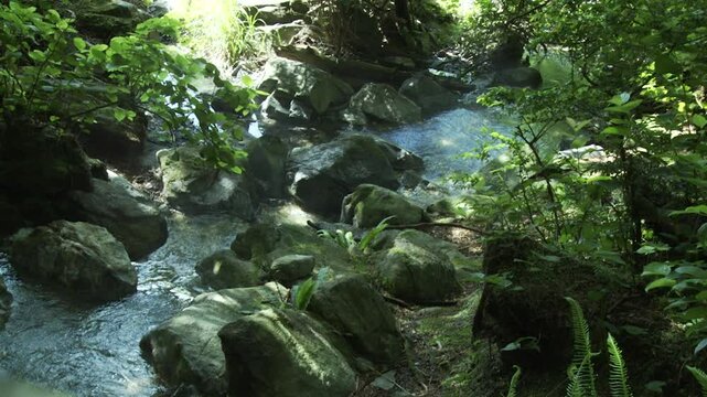 Small Creek Runs in Pacific Northwest Dense Forest